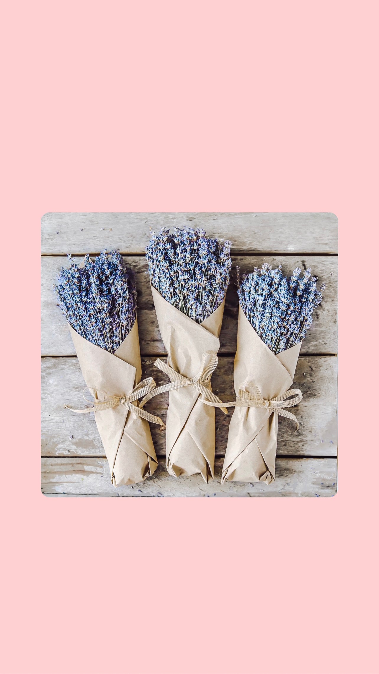 Lavender Bunch 350 Stems